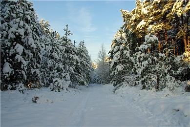 《宝可梦：大集结》新宝可梦“嘟嘟利”演示 9月15日上线